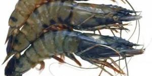 Black Tiger Shrimp