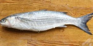Grey Mullet Fish