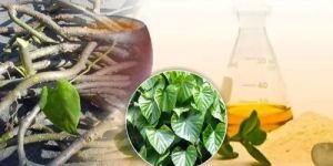 Giloy Liquid Extract