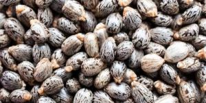 Castor Seeds