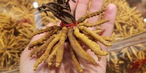 Yarsagumba Cordyceps Sinensis