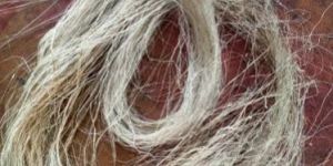 Sisal Fiber