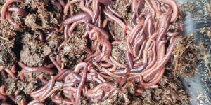 Eisenia Fetida Earthworm