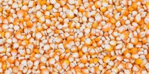 Natural Maize Seeds
