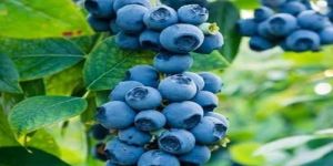 Blueberry Plant