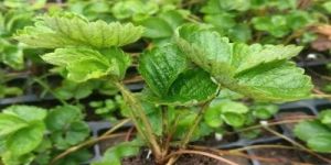 Hybrid Strawberry Fruit Plant