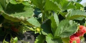 Strawberry Bare Root Plant