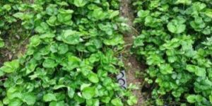 Winter Dawn Strawberry Plant