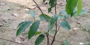 Jamun Plant