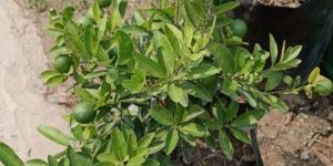 Lemon Plant