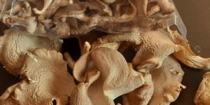 Sun Dried Sajar Kaju Oyster Mushroom