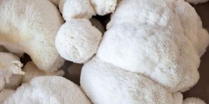 Fresh Lion's Mane Mushroom
