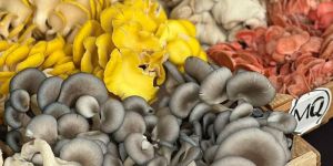 Fresh Oyster Mushroom