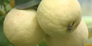 Hisar Safeda Guava Plant