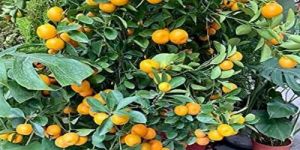 Pakistani Lemon Plant