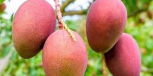 Pusa Arunima Mango Plant