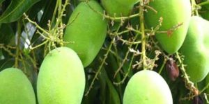 Pusa Pratibha Mango Plant