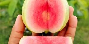 Red Diamond Guava Plant