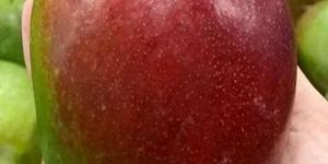 Sensation Mango Plant