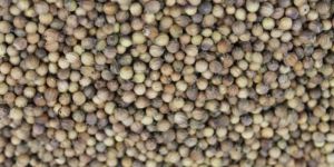 Ethiopian Coriander Seed