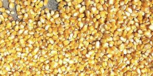 Maize Seeds