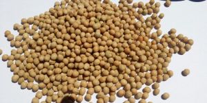 Soybean Seed