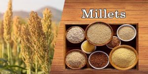 Millet