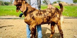 Sirohi Beetal Goat