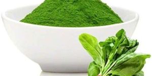 Spray Dried Spinach Powder