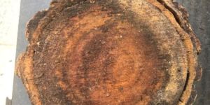 White Sandalwood Logs