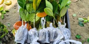 Pink Jackfruit Plant