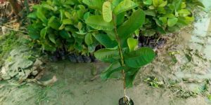 Red Diamond Guava Plant