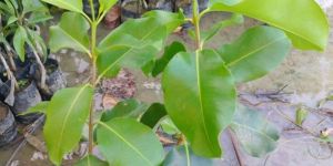 Thai King Jamun Plant