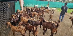 Male Sirohi Goat
