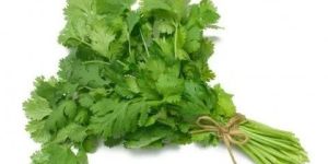 Fresh Coriander Leaves