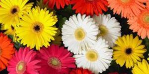 Multicolor Gerbera Flower