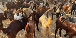 Cutting Purpose Goats