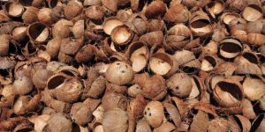 Coconut Shell