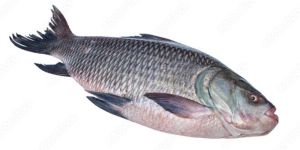 Catla Fish