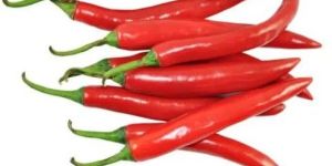 Fresh Red Chilli