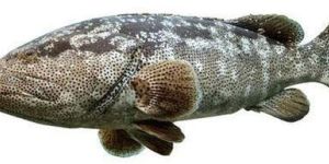 Frozen Malabar Reef Cod Fish