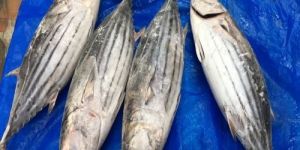 Frozen Skip Jack Tuna Fish