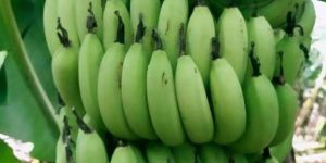 Green Banana