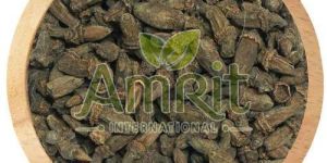 Marathi Moggu Seeds