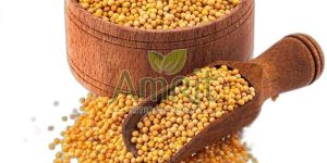 Yellow Mustard Seeds