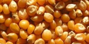 Corn Seed
