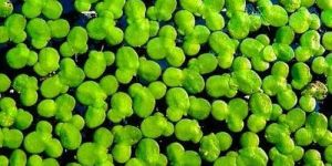 Green Duckweed Seeds