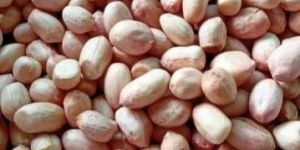Groundnut