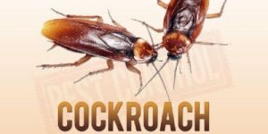 Cockroach Control Service in Indore