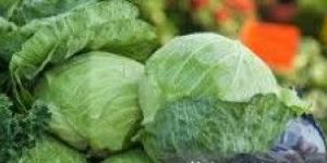 Cabbage